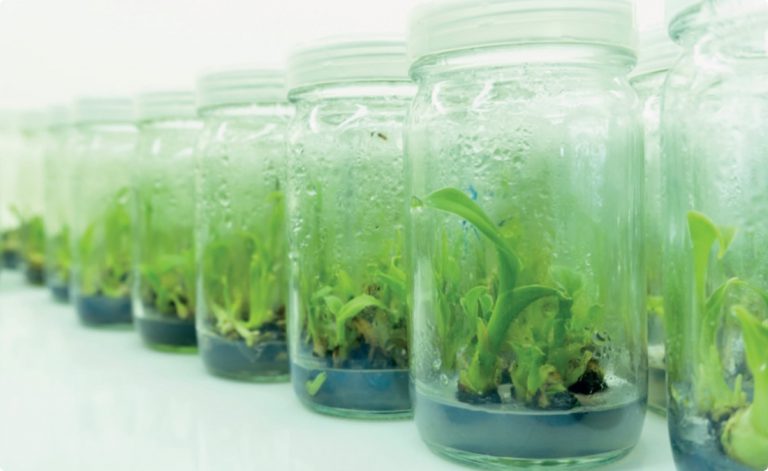 PTC Agar for Plant Tissue Culture - Global Bioingredients