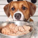 dog about to eat pet food