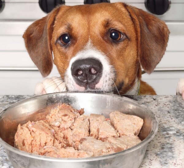dog about to eat pet food
