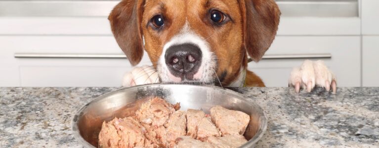 dog about to eat pet food