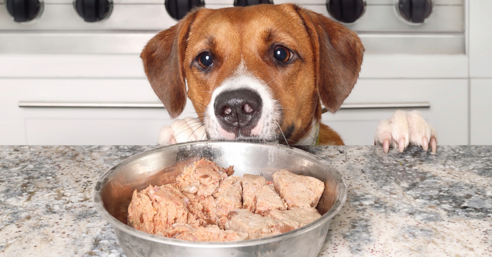 dog about to eat pet food